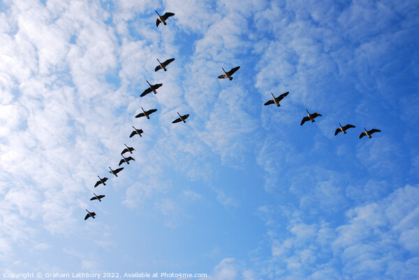 Canada Geese in V formation Picture Board by Graham Lathbury