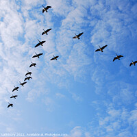 Buy canvas prints of Canada Geese in V formation by Graham Lathbury