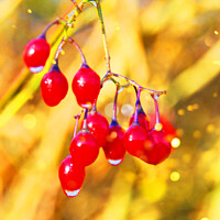 Buy canvas prints of Red Berries by Graham Lathbury