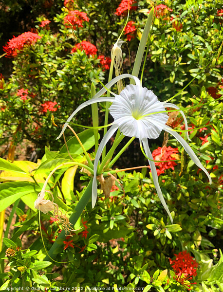 Tropical Spider Lily Picture Board by Graham Lathbury