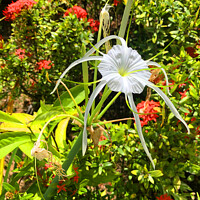 Buy canvas prints of Tropical Spider Lily by Graham Lathbury