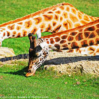 Buy canvas prints of Pair of Giraffes by Graham Lathbury