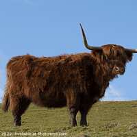Buy canvas prints of Highland Cow, Scotland by Graham Lathbury