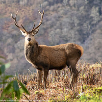 Buy canvas prints of Red Deer Stag by Graham Lathbury