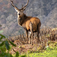 Buy canvas prints of Red Stag Deer, Scotland by Graham Lathbury