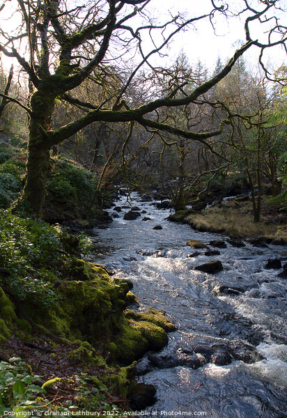 Aros Park River, Isle of Mull Picture Board by Graham Lathbury