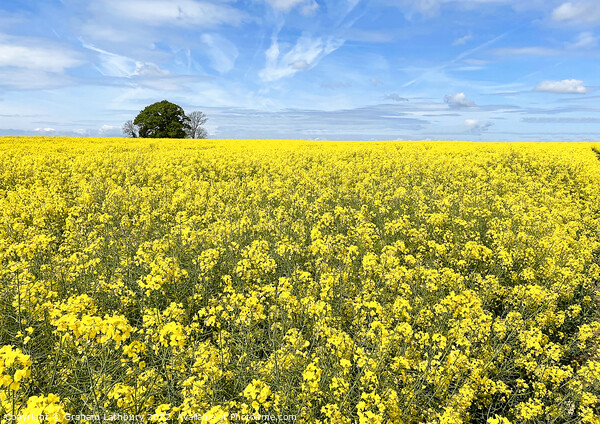 Cotswolds Rapeseed Field Picture Board by Graham Lathbury