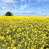Buy canvas prints of Cotswolds Rapeseed Field by Graham Lathbury