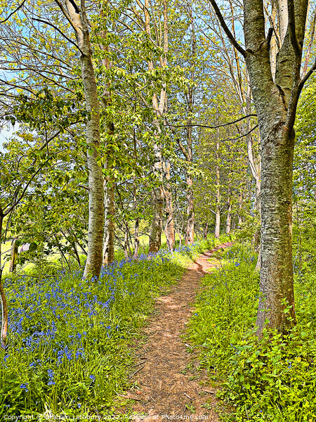 Bluebell Path Picture Board by Graham Lathbury