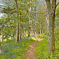 Buy canvas prints of Bluebell Path by Graham Lathbury