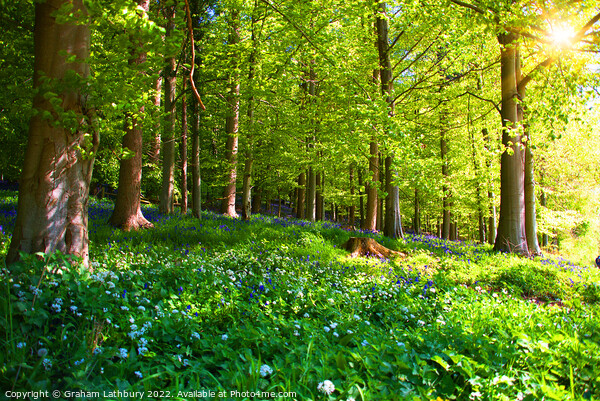 Forest Bluebells Picture Board by Graham Lathbury