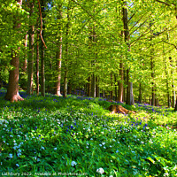 Buy canvas prints of Forest Bluebells by Graham Lathbury