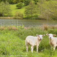 Buy canvas prints of Cotswold Spring lambs by Graham Lathbury