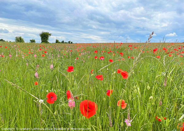 Poppy Field Picture Board by Graham Lathbury