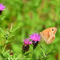 Buy canvas prints of Ringlet Butterfly by Graham Lathbury