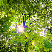 Buy canvas prints of Sunlight through the canopy by Graham Lathbury