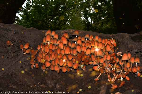 Wild Forest Mushrooms Picture Board by Graham Lathbury