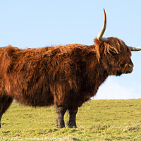 Buy canvas prints of Highland Cow, Scotland by Graham Lathbury