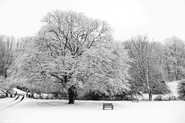 Winter Tree Picture Board by Graham Lathbury