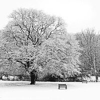 Buy canvas prints of Winter Tree by Graham Lathbury