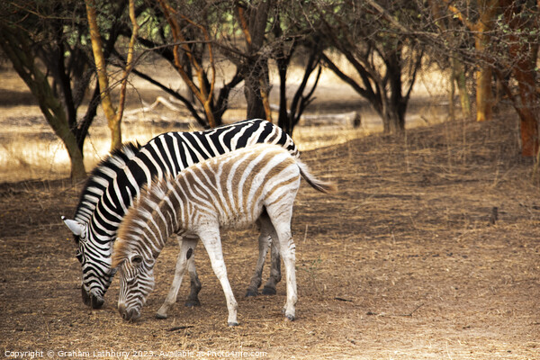 Zebras Picture Board by Graham Lathbury