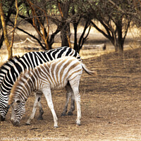 Buy canvas prints of Zebras by Graham Lathbury