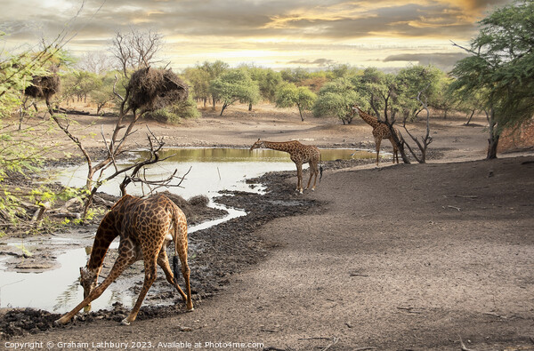Giraffes at Watering Hole Picture Board by Graham Lathbury
