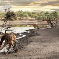 Buy canvas prints of Giraffes at Watering Hole by Graham Lathbury