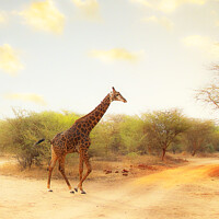 Buy canvas prints of Giraffe by Graham Lathbury