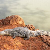 Buy canvas prints of Never Smile at a Crocodile! by Graham Lathbury