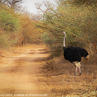 Buy canvas prints of Ostrich, Senegal by Graham Lathbury