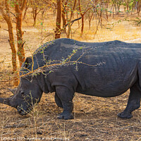 Buy canvas prints of Rhinoceros by Graham Lathbury