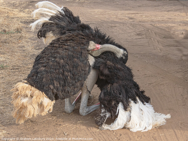 Ostrich Display Picture Board by Graham Lathbury