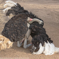 Buy canvas prints of Ostrich Display by Graham Lathbury