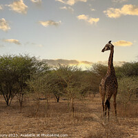 Buy canvas prints of Giraffe - Senegal by Graham Lathbury