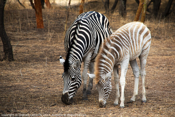 Zebras Picture Board by Graham Lathbury