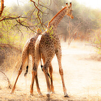 Buy canvas prints of "Jousting Giraffes" by Graham Lathbury