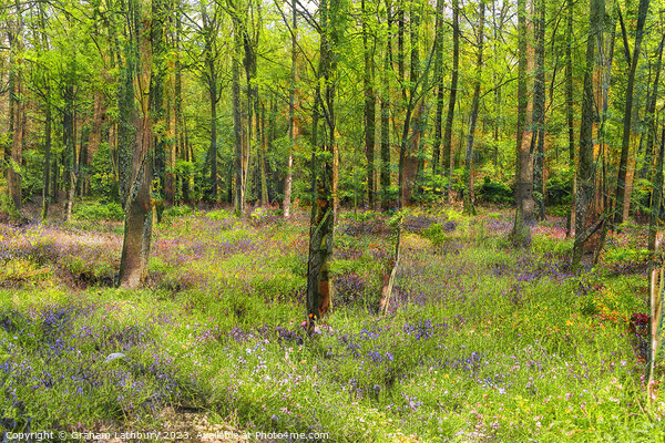Bluebell Woodland Picture Board by Graham Lathbury