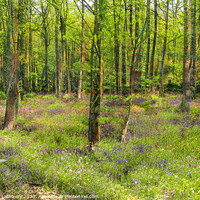 Buy canvas prints of Bluebell Woodland by Graham Lathbury