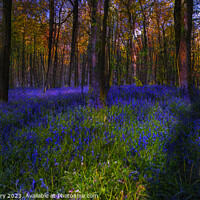 Buy canvas prints of Bluebell Morning by Graham Lathbury