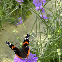 Buy canvas prints of Red Admiral Butterfly by Graham Lathbury