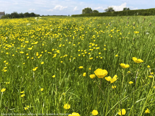 Buttercups Picture Board by Graham Lathbury