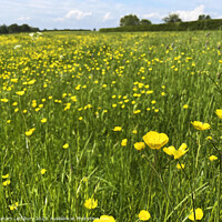 Buy canvas prints of Buttercups by Graham Lathbury