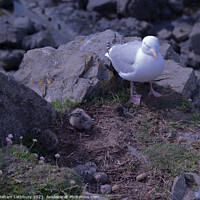 Buy canvas prints of Hartland Seagull Chicks by Graham Lathbury