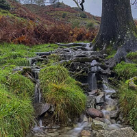 Buy canvas prints of Tree Root Waterfall by Graham Lathbury