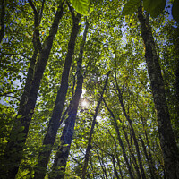 Buy canvas prints of Sunlight Through The Canopy by Graham Lathbury