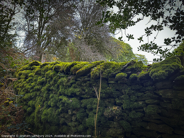 Moss Covered Wall Picture Board by Graham Lathbury