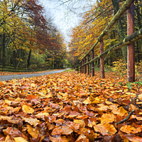 Buy canvas prints of Autumnal Cotswolds Lane by Graham Lathbury