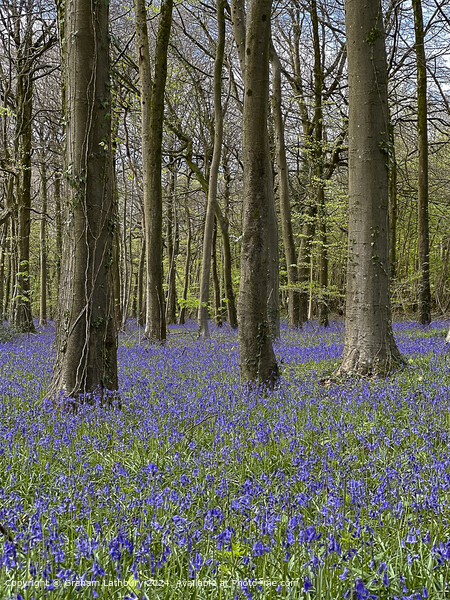Cotswolds Bluebells Picture Board by Graham Lathbury