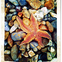 Buy canvas prints of Starfish Brighton Beach by Graham Lathbury